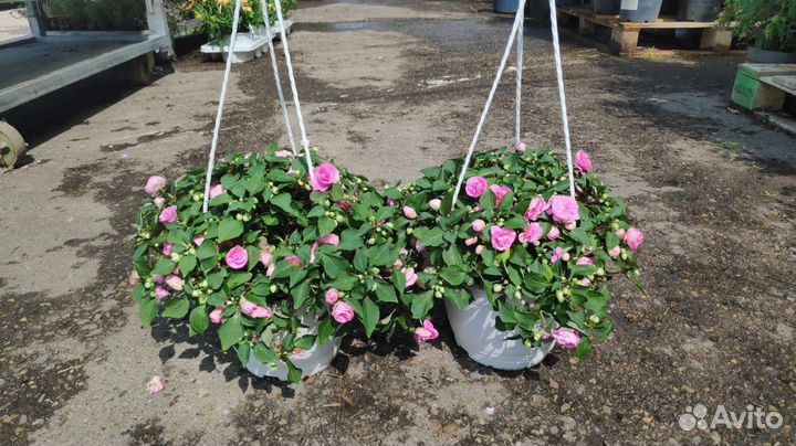 Прекрасные растения для сада и дома