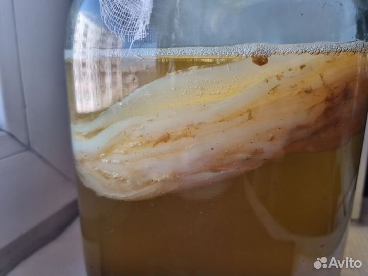 Чайный гриб комбуча