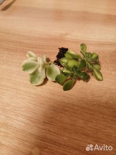 Суккуленты