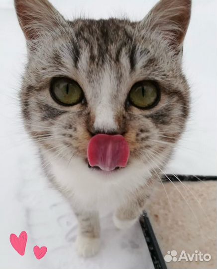 Кошечка подросток в добрые руки