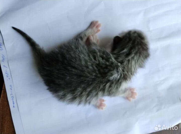 Котята (смесь обычной кошки и британского кота)