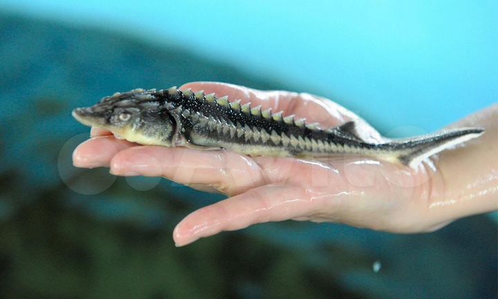 Участок 60 сот. (СНТ, ДНП)