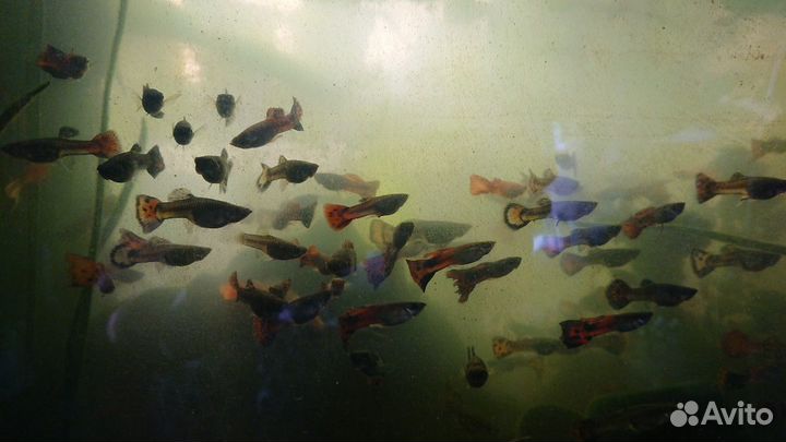 Рыбки гуппи