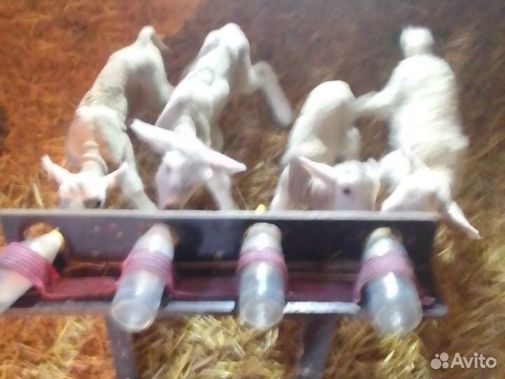 Овцы бараны ягнята