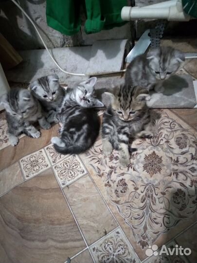 Продаются котята