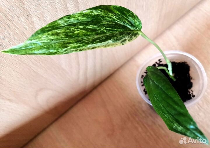Amidrium zippelianum variegated