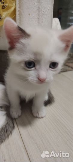 Британская вислоухая