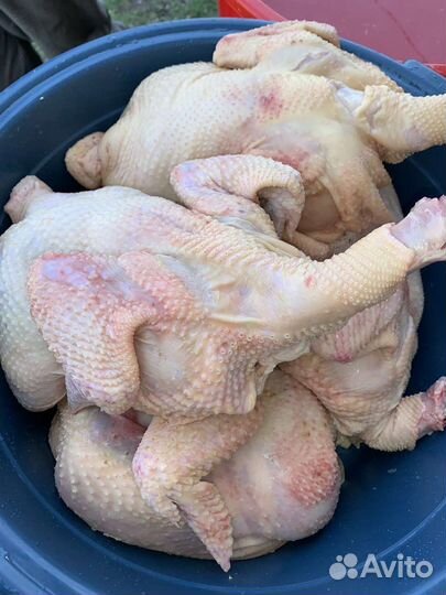 Мясо домашнего бройлера