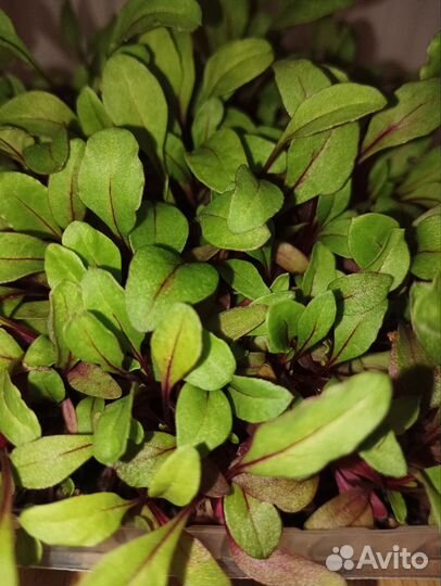 Семена микрозелени и остальное