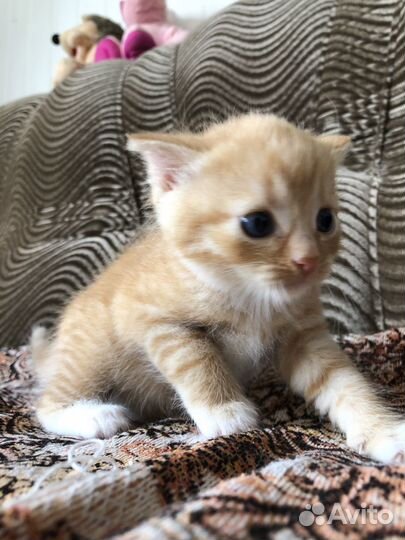 Котенок девочка в добрые руки