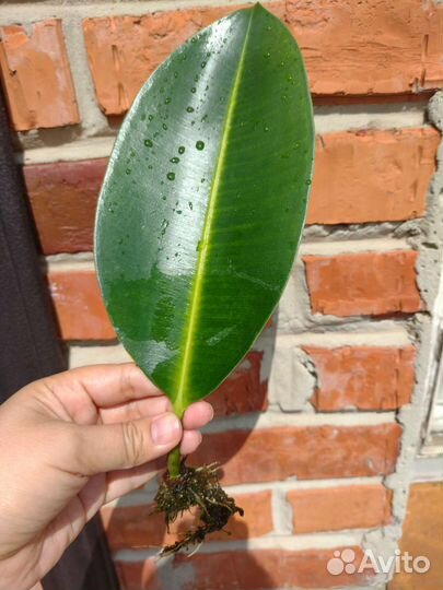 Комнатные цветы фикус замиокулькас