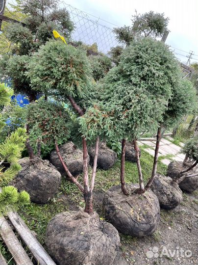 Бонсай можжевельник