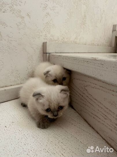 Британские вислоухие котята