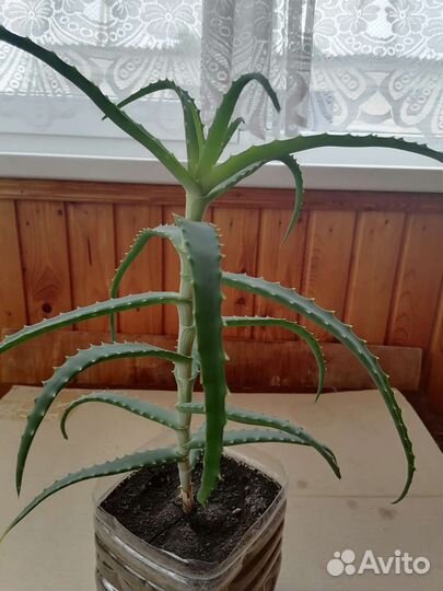 Алоэ столетник лечебный 3 года