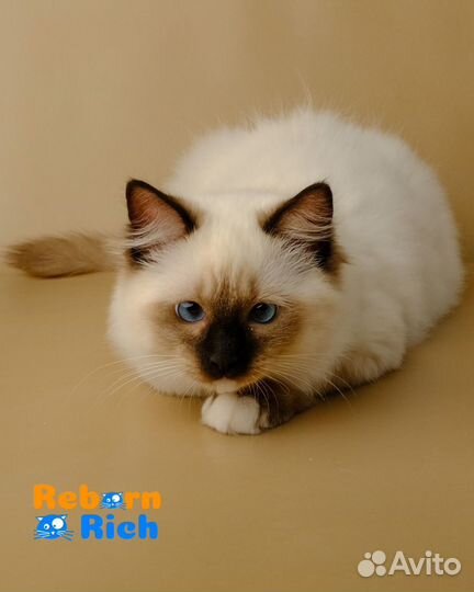 Ragdoll кошки