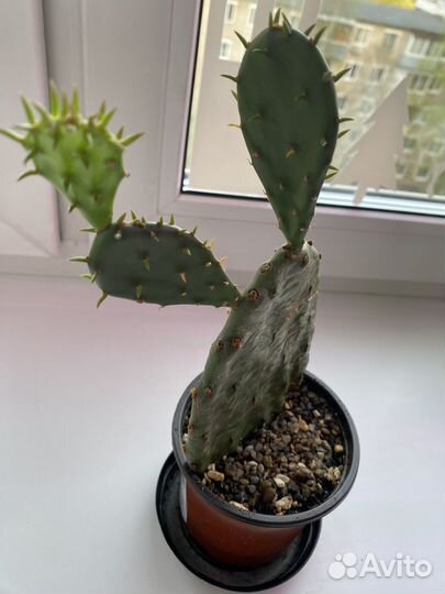 Кактус опунция