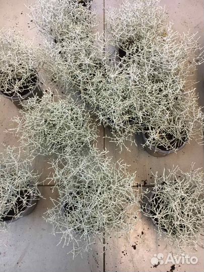 Калоцефалус