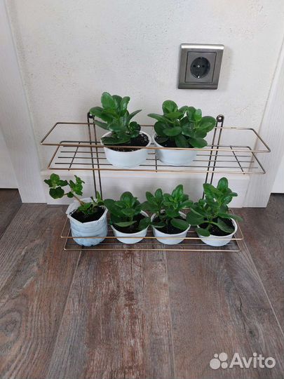 Каланхоэ каландива