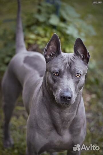 Тайский Риджбек Вязка Кобель