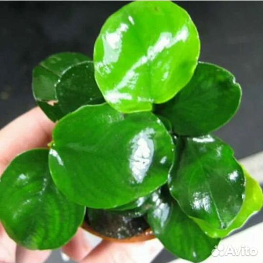 Анубиас круглый лист