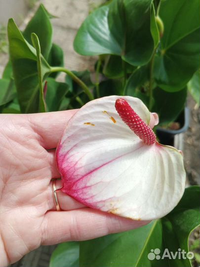 Домашние Цветы