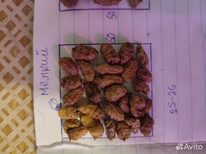 Чуфа (земляной миндаль)