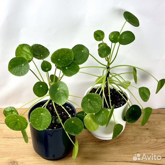 Пилея пеперомиевидная с кашпо