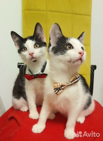 Котята ищут дом