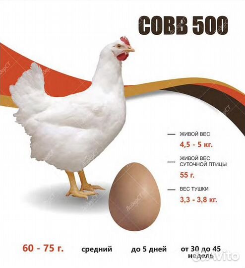 Инкубационное яйцо бройлера