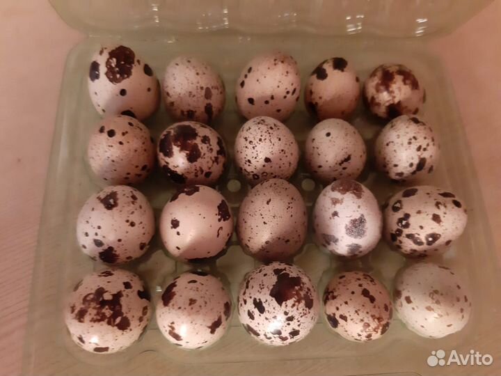 Яйца перепелиные домашние