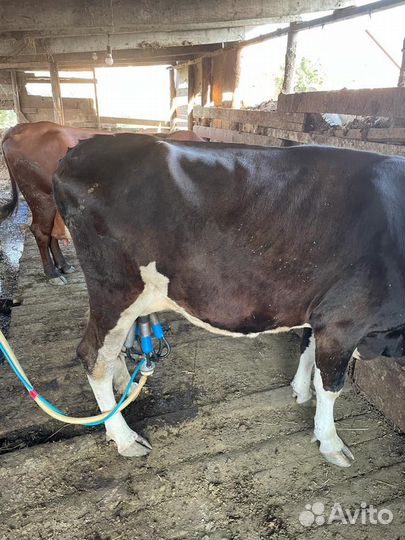 Корова дойная