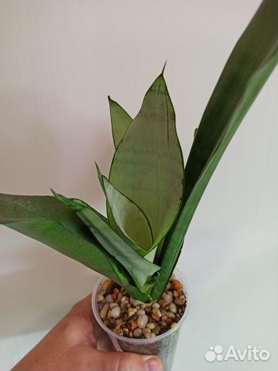 Сансевиерии сортовые
