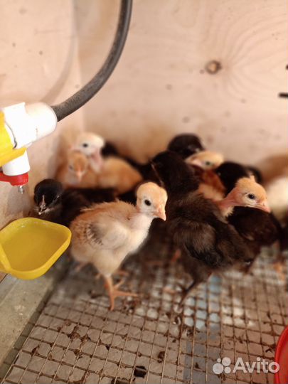 Цыплята домашние