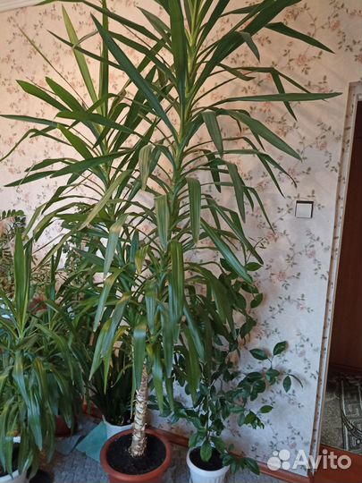 Пальма юкка