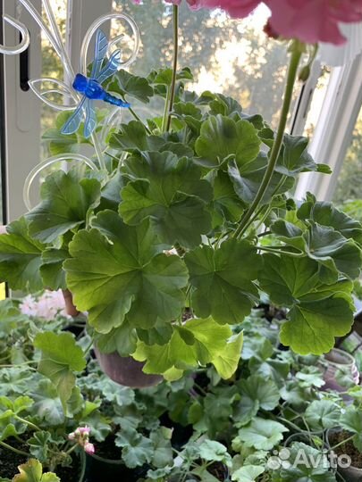 Пеларгония герань