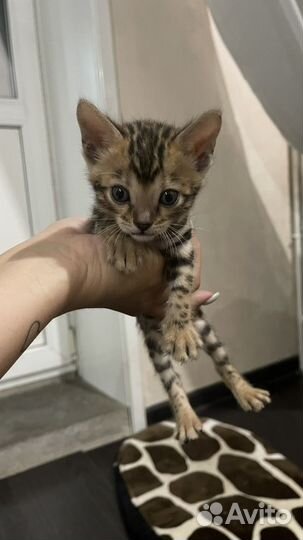 Бенгальские котята