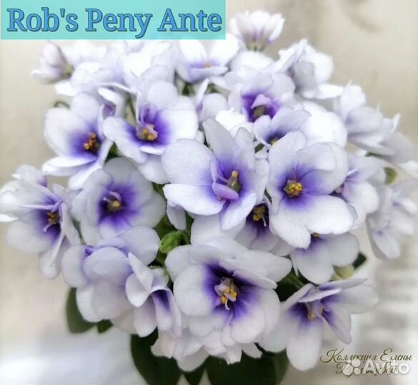 Сортовые микромини фиалки