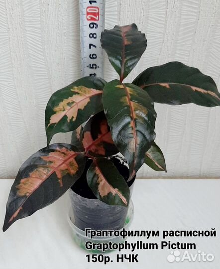 Граптофиллум