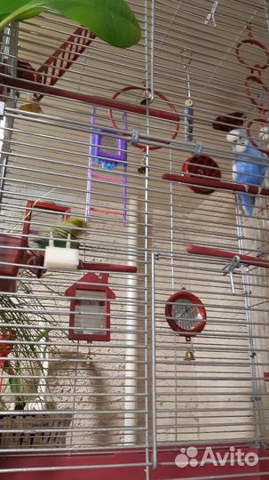 Продам волнистых попугайчиков с клеткой