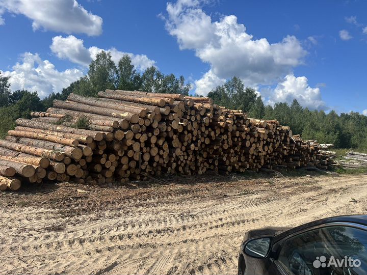 Сосна, ель, береза, осина, липа, дуб