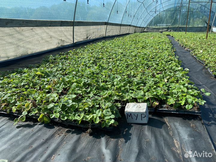 Рассада клубники: Азия, Мурано, Альба, Флоренс