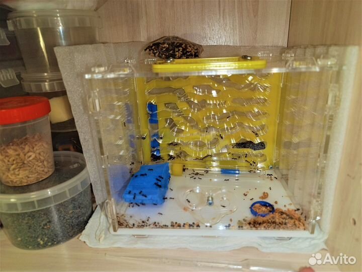 Формикарий муравьиная ферма с муравьями жнецы