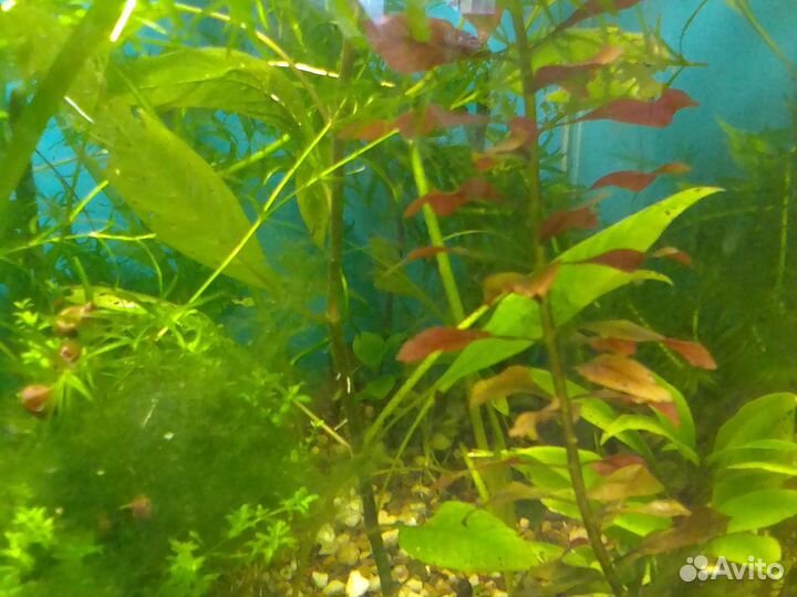 Всё для аквариума