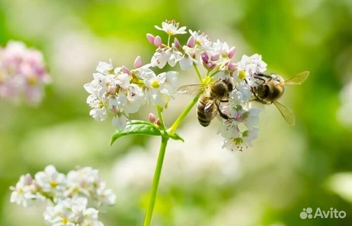 Мед Алтайский оптом