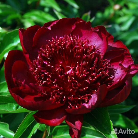 Пион Хот Чоколад