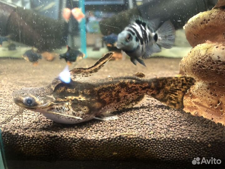 Аквариум с рыбками