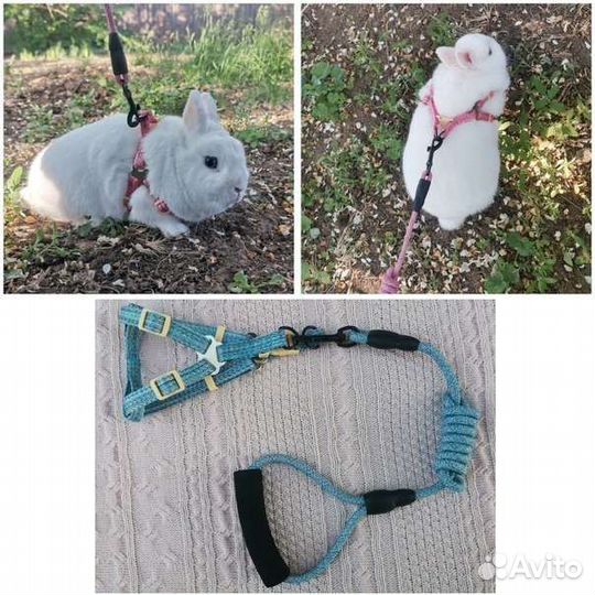 Новые шлейки для животных