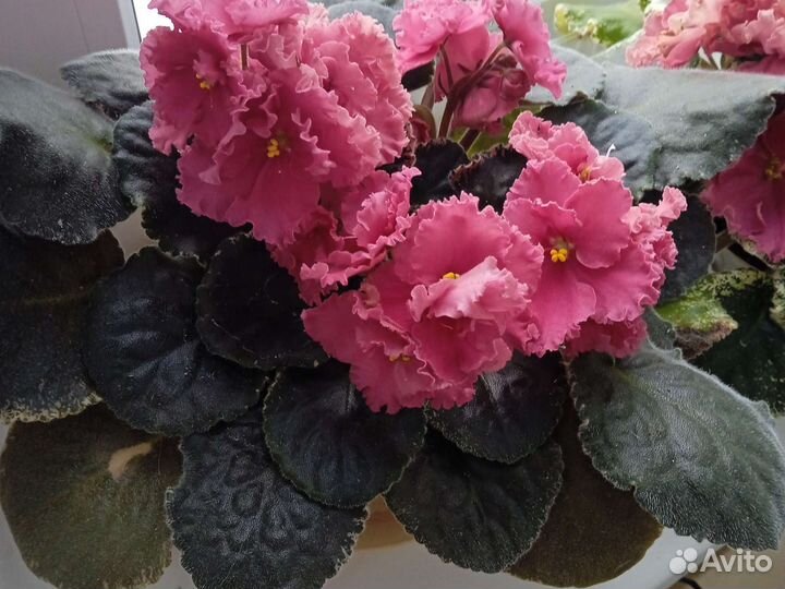 Фиалки сортовые