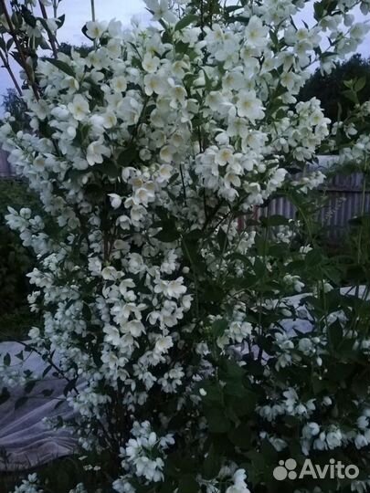 Кустарники декоративные