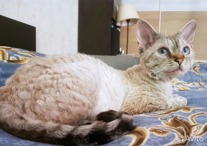 Кот девон-рекс вязка